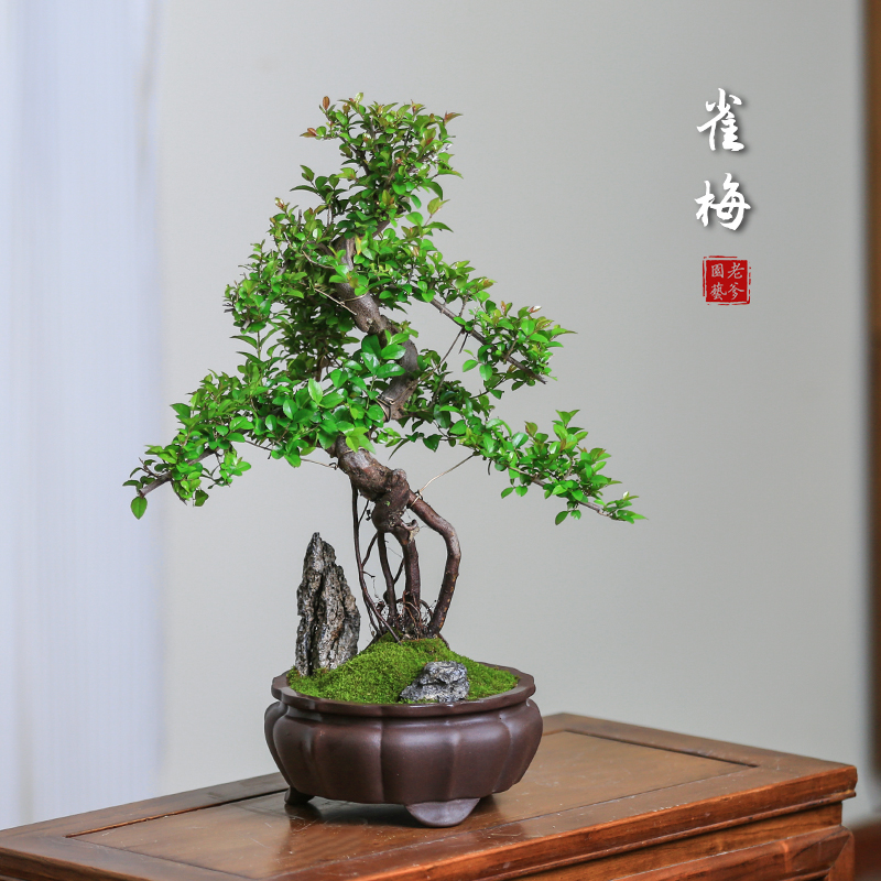 雀梅盆景盆栽室内植物办公室桌面好养造型土培老桩盆景常青绿植