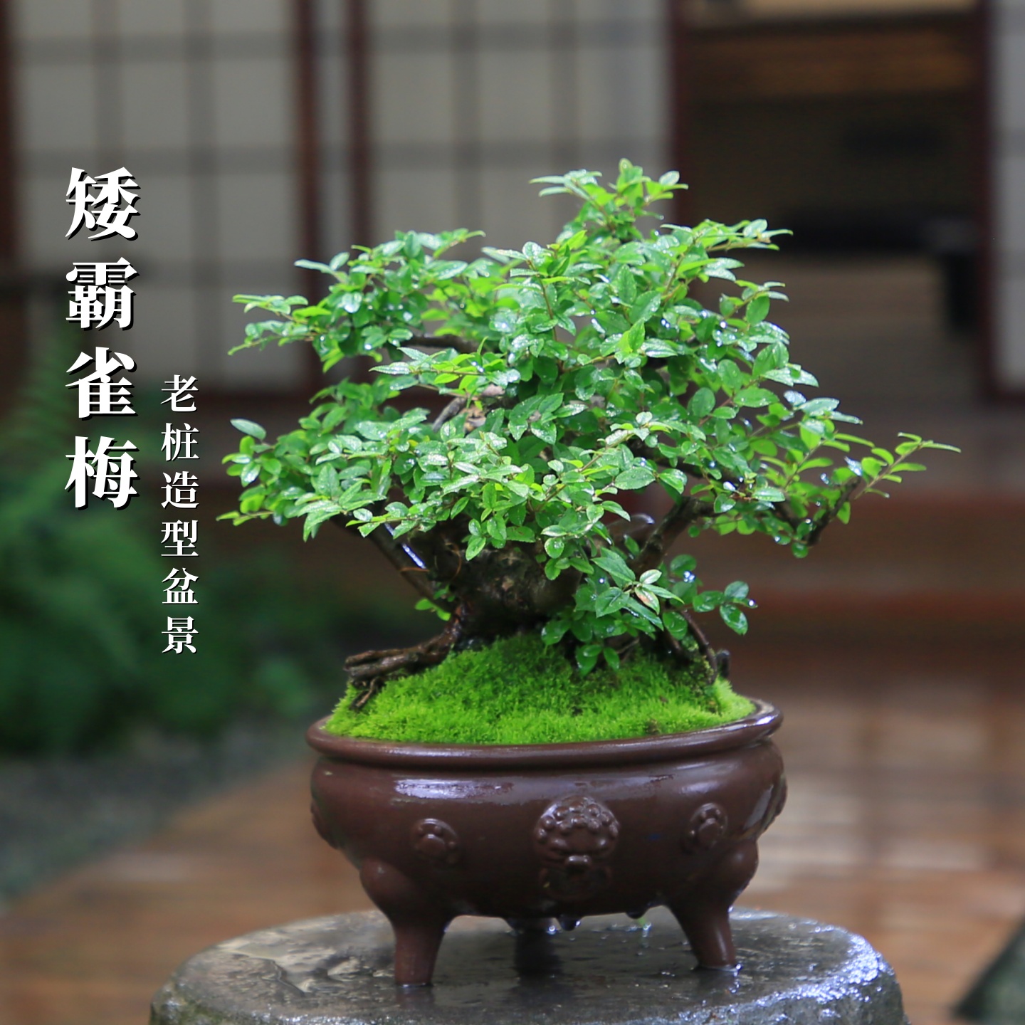 雀梅造型盆景高端室内植物