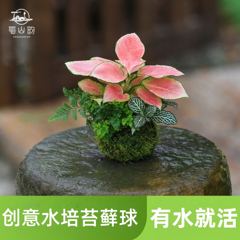 水培植物苔藓球室内绿植盆栽