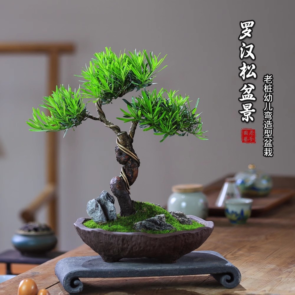 罗汉松悬崖造型四季好养