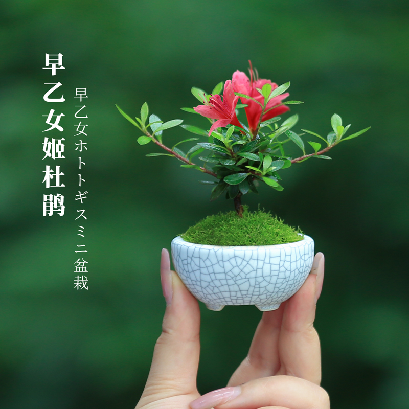 指间微型花卉盆栽姬杜鹃迷你植物