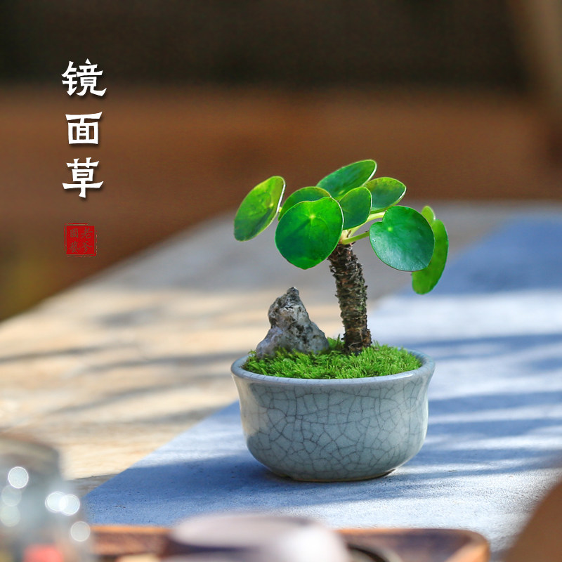 镜面草迷你小盆栽网红绿植室内办公室桌面水培植物老桩四季盆景