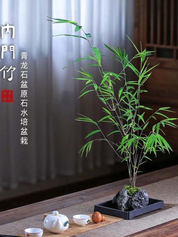 竹子盆栽室内附石水培内门竹盆景四季常绿精品老桩禅意绿植观赏竹