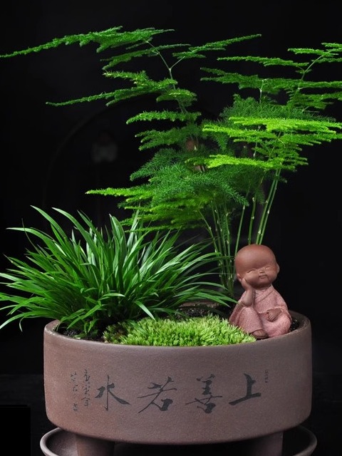 文竹盆栽金钱菖蒲附石造景植物盆景花微景观摆件中式盆栽阳台绿植