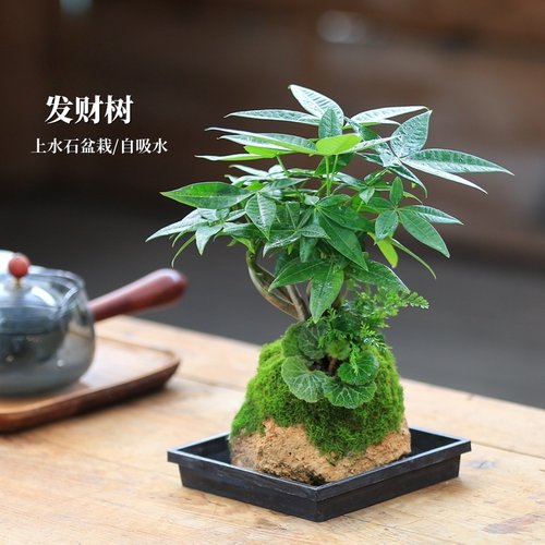 水培发财树吸水石盆景附石盆栽植物假山桌面绿植水培水陆缸造景