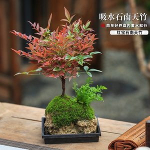 水培南天竹吸水石盆景附石盆栽文竹发财树假山桌面绿植水陆缸造景