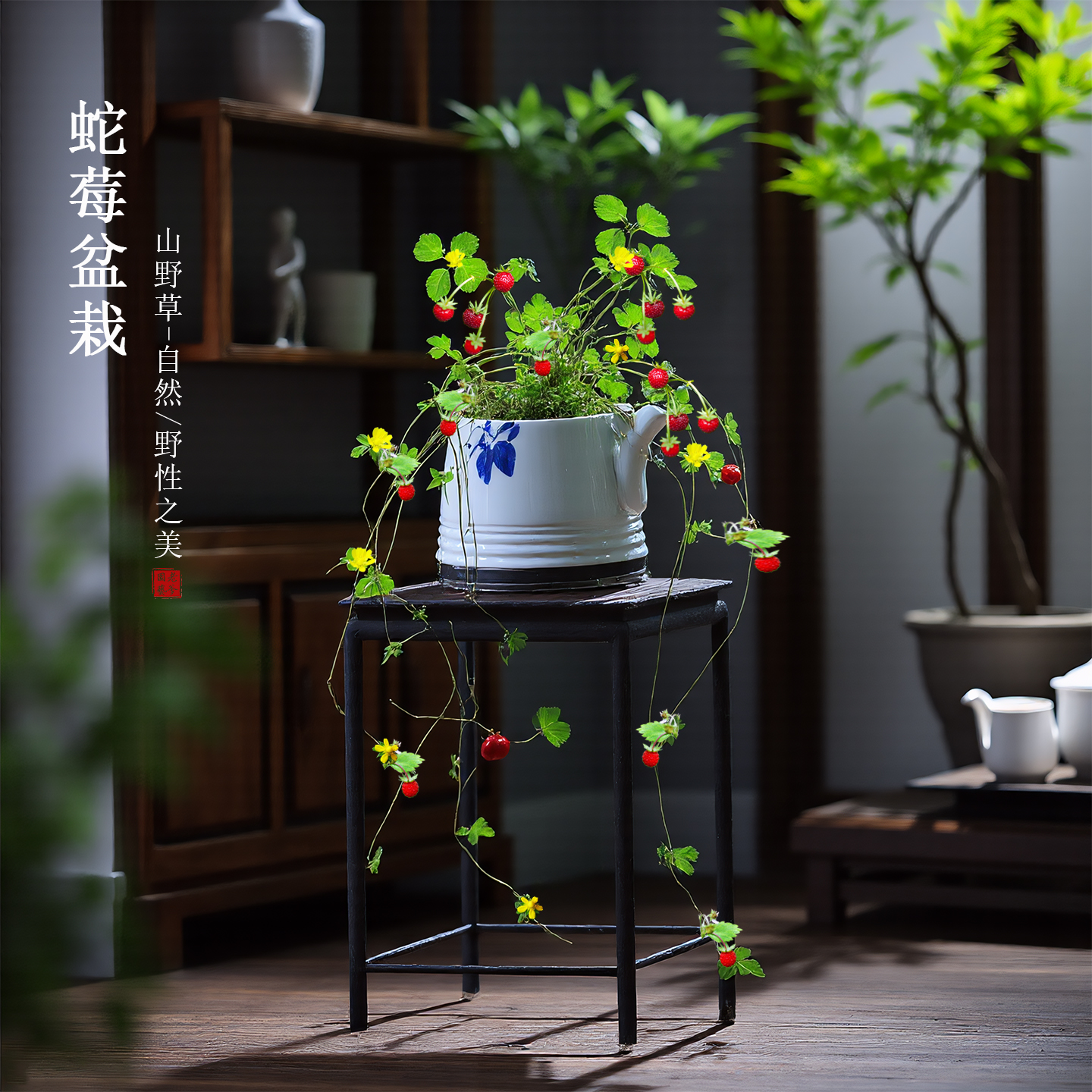 蛇莓迷你盆栽趣味龙吐珠开花结果桌面室内绿植花卉天龙珠爬藤植物