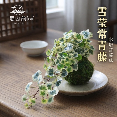 雪莹稀有爬藤观叶植物室内绿植