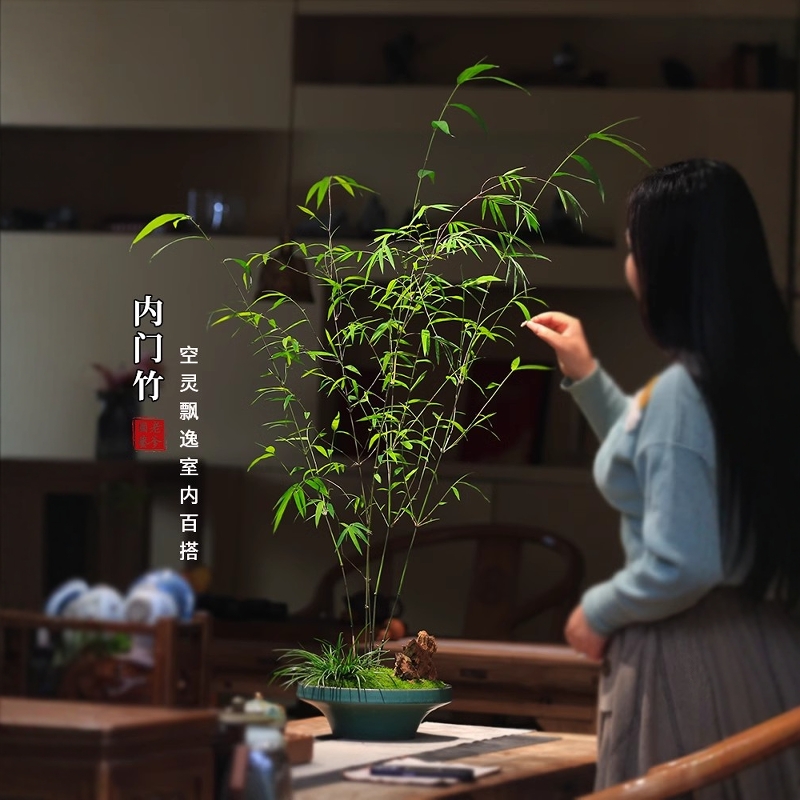 正品内门竹一物一拍竹子盆栽
