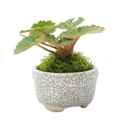 虎耳草书房耐阴小型盆栽