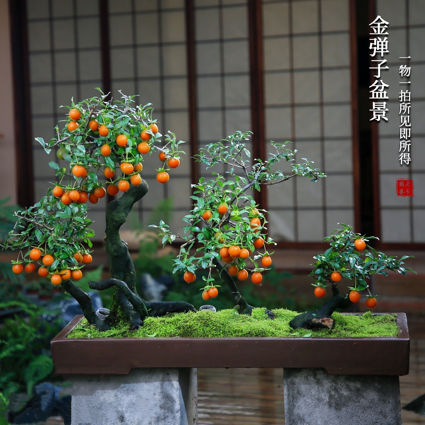 金弹子盆景老桩室内高档盆栽