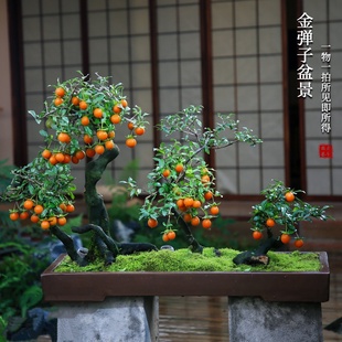 金弹子盆景老桩挂果一物一拍室内绿植盆栽高档造型盆景庭院阳台