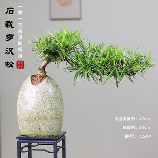 罗汉松老桩悬崖造型盆景一物一拍菊花罗汉松室内玄关茶室桌面绿植