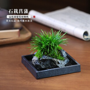 菖蒲水培植物吸水石绿植附石菖蒲盆景小盆栽室内造景苔藓微景观