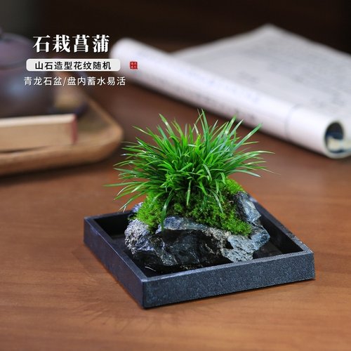 菖蒲植物蕨类水培植物和鱼共养