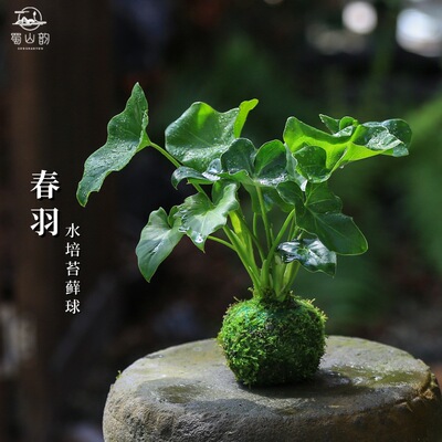 春羽苔藓球水培植物室内客厅
