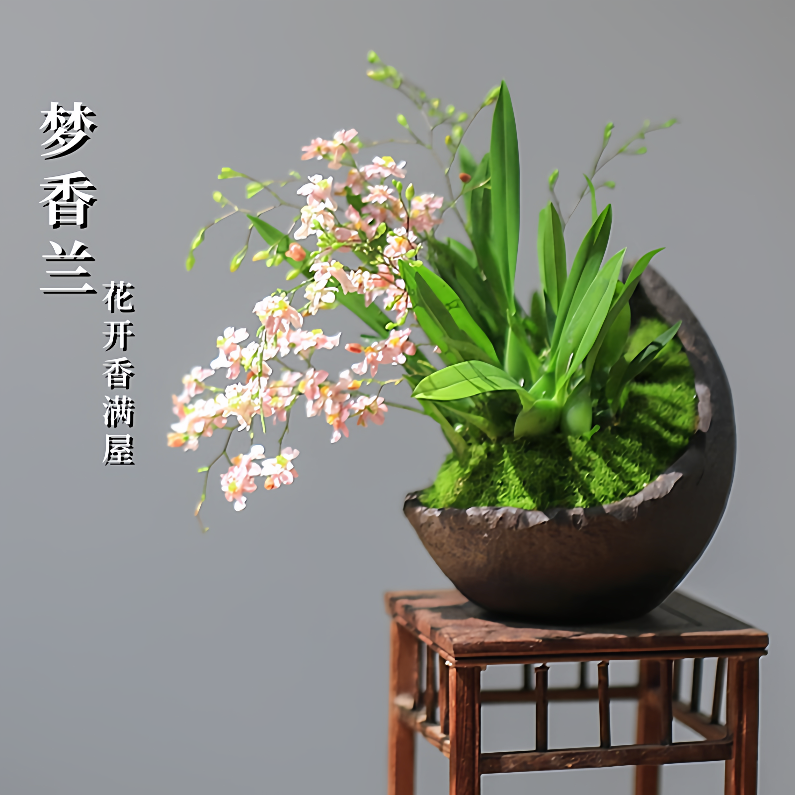 香水文心兰室内花卉绿植奶香味