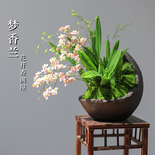 文心兰盆栽带花苞香水梦香兰室内花卉植物跳舞兰懒人办公桌面绿植