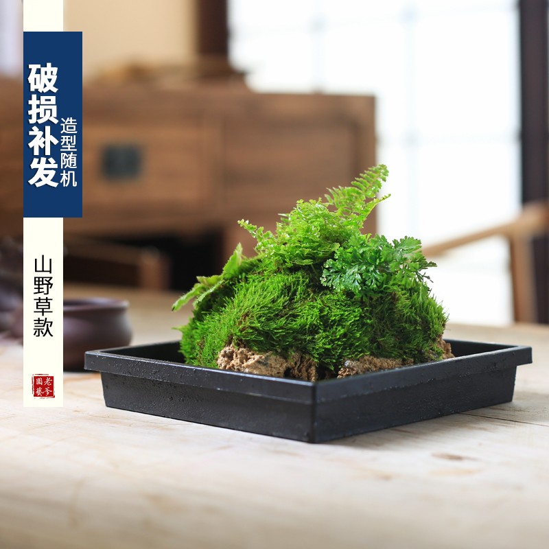 附石菖蒲小盆栽吸水石办公室绿植苔藓微景观山水盆景水培植物