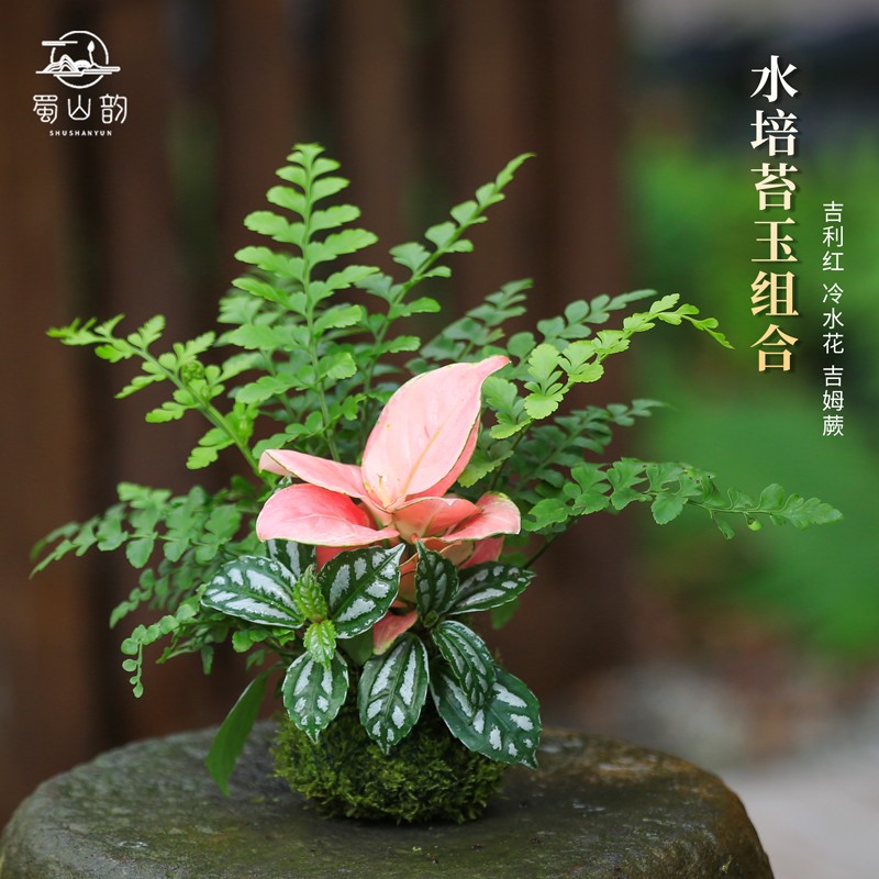 水培植物苔藓球室内花卉绿植盆栽微盆景六月雪蕨类网纹草发财树