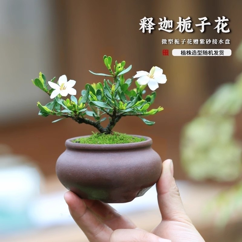 栀子花迷你小盆栽室内桌面绿植办公室车载盆景微型植物