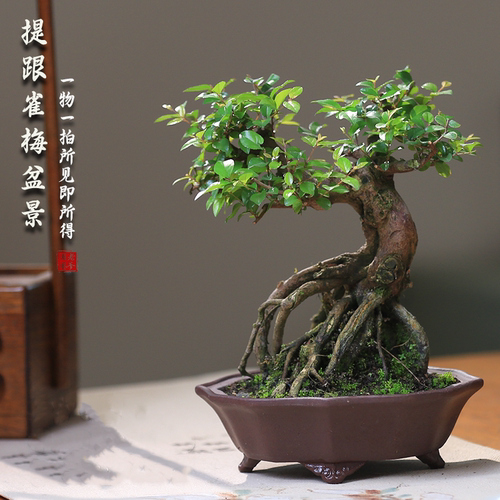提根雀梅一物一拍盆栽庭院茶室好养造型小盆景室内桌面小植物绿植