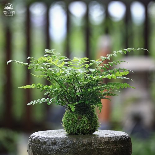 水培植物吉姆蕨苔藓球绿植