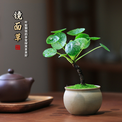 镜面草迷你小盆栽网红绿植室内办公室桌面水培植物老桩四季盆景