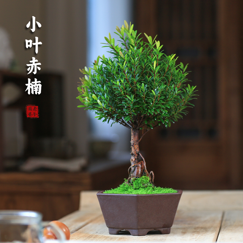 小叶赤楠盆景精品蘑菇头造型提根老桩小盆栽室内观叶植物四季好养