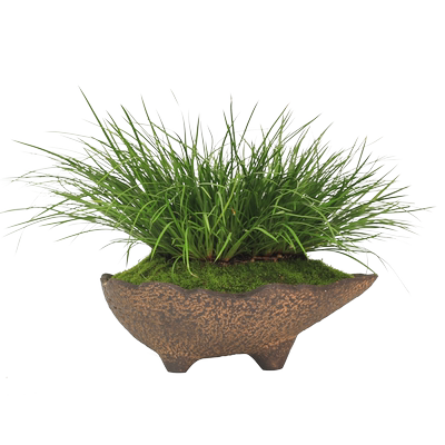 菖蒲小草盆栽茶室书房小绿植