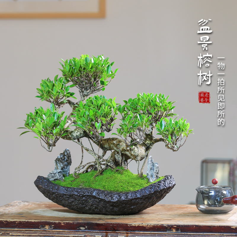 榕树造型一物一拍老桩盆景四季常绿庭院好养别墅冬季植物室内盆栽