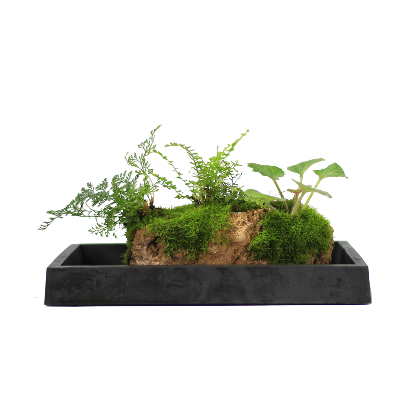 竹子附石假山懒人水培植物