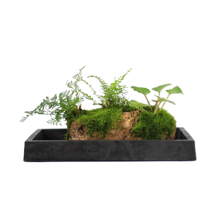 竹子室内盆栽米竹水培植物附石假山造景茶室禅意绿植吸水石盆景