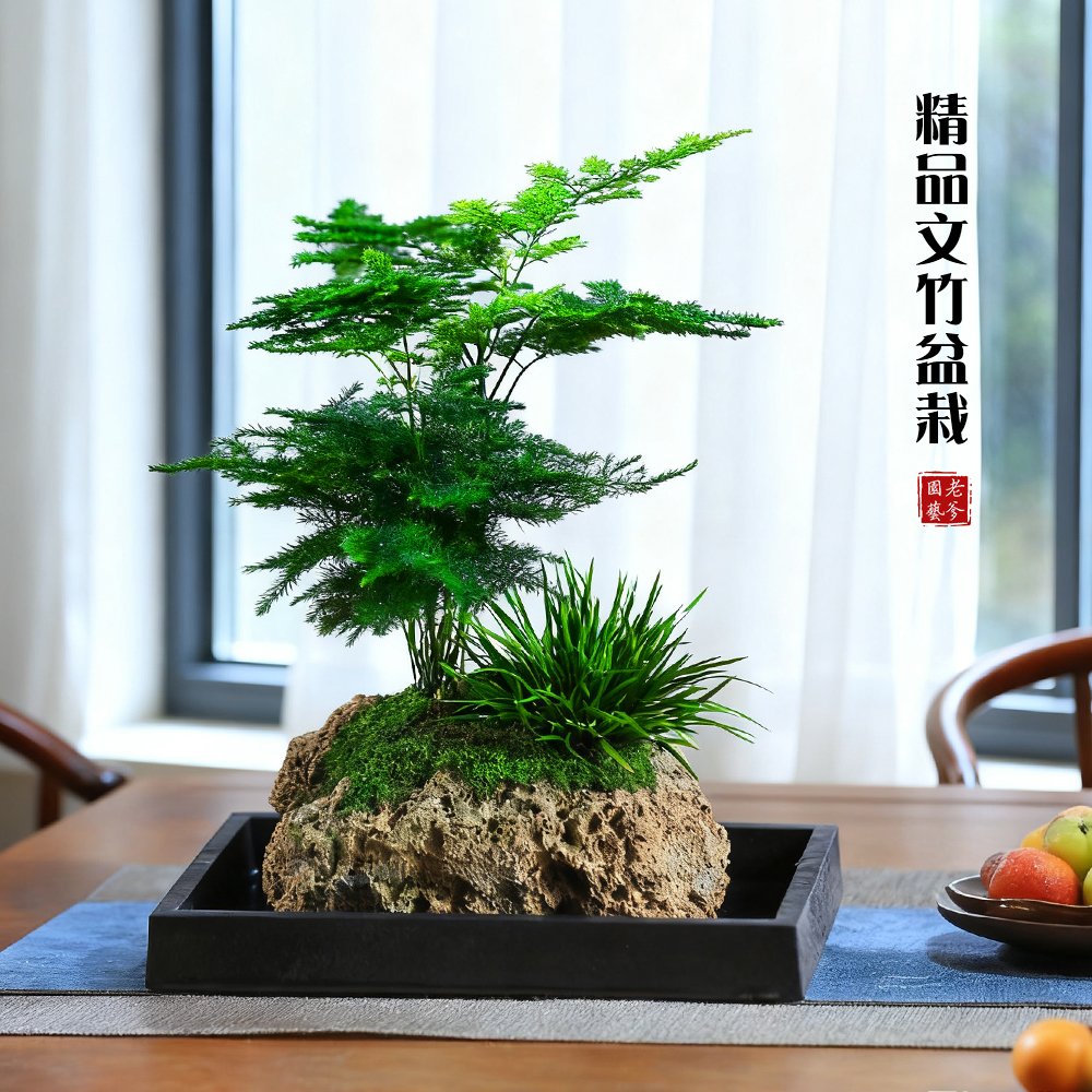 文竹盆栽室内客厅禅意微盆景办公室桌面绿植花卉植物常青好养活