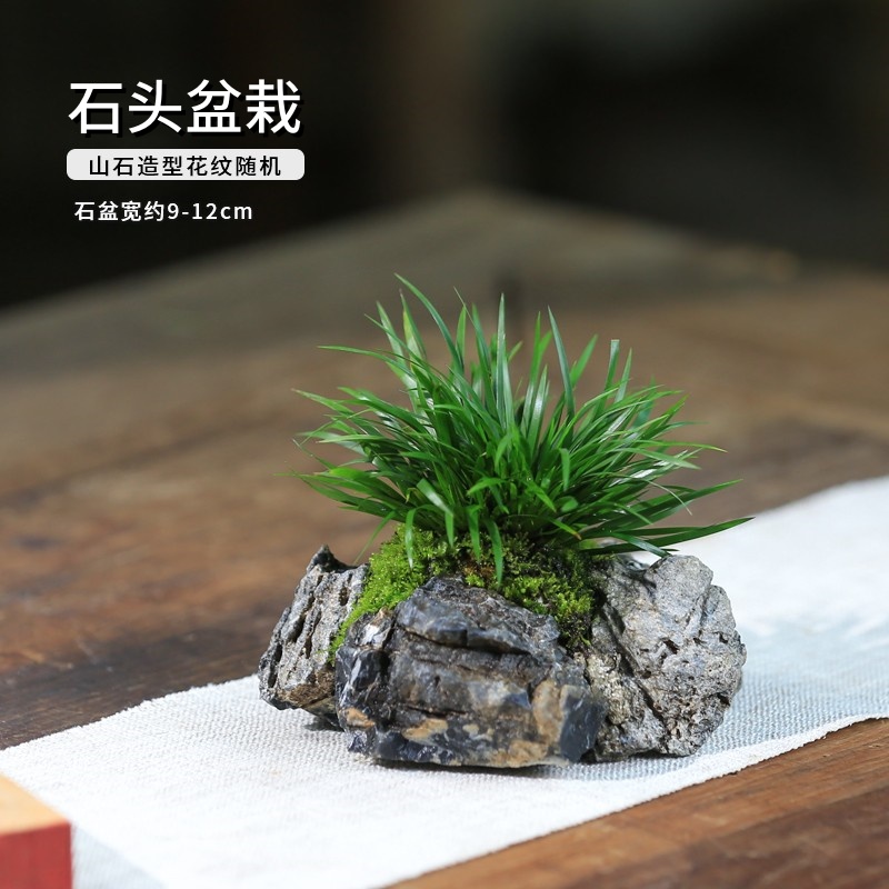 附石菖蒲小盆栽水培植物吸石办公桌懒人好养活苔藓微景观造景绿植