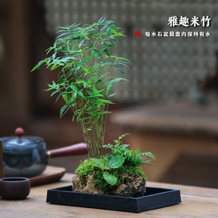 竹子室内盆栽米竹水培植物附石假山造景茶室禅意绿植吸水石盆景