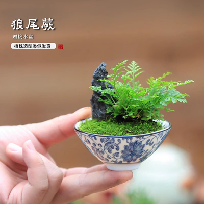 迷你小盆栽狼尾蕨室内绿植办公室桌面盆景好养活植物花卉净化空气