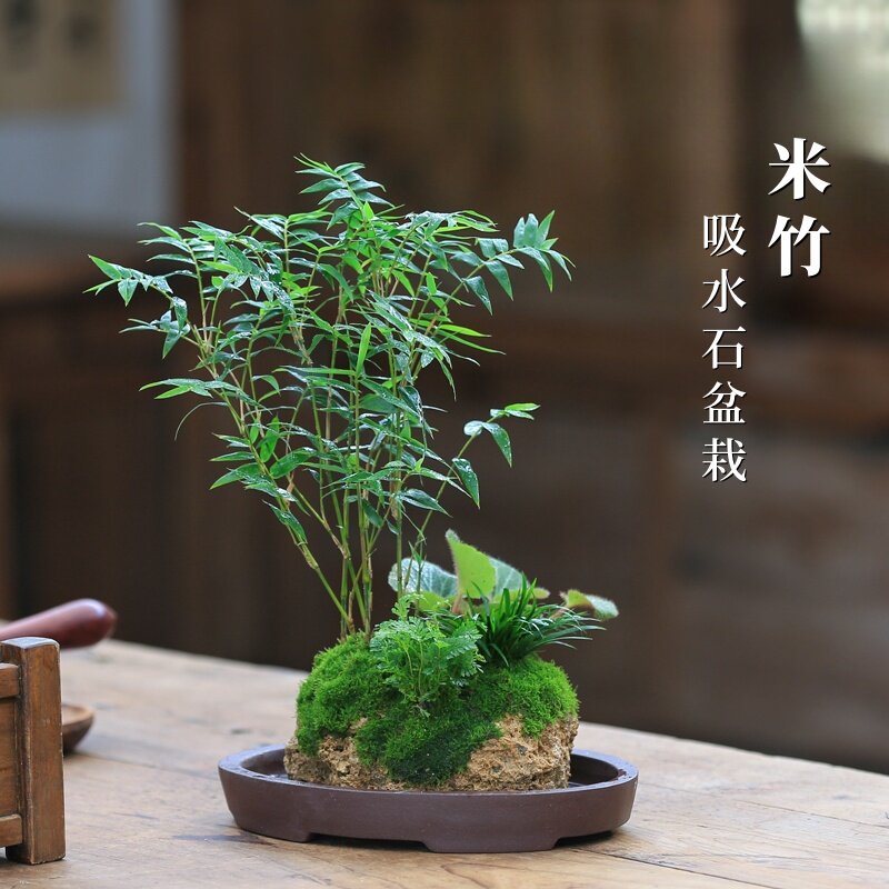 竹子室内盆栽米竹水培植物附石假山造景茶室禅意绿植吸水石盆景