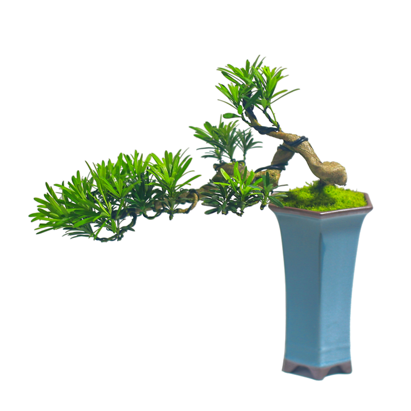 罗汉松盆景老桩悬崖造型高档四季绿植精品礼品盆栽耐干好养办公室