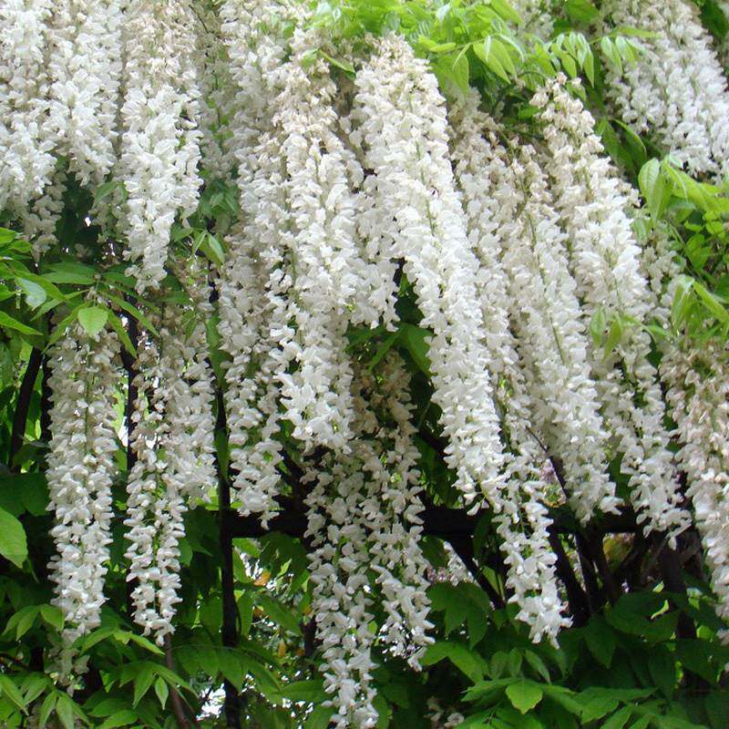 安了寺白色紫藤花树苗盆栽爬藤花卉植物浓香四季庭院阳台廊架拱门