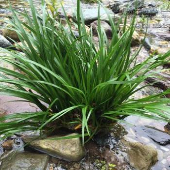 买1送3石菖蒲野生附石菖蒲草室内水培养龟鱼缸盆景植物土栽绿植苗