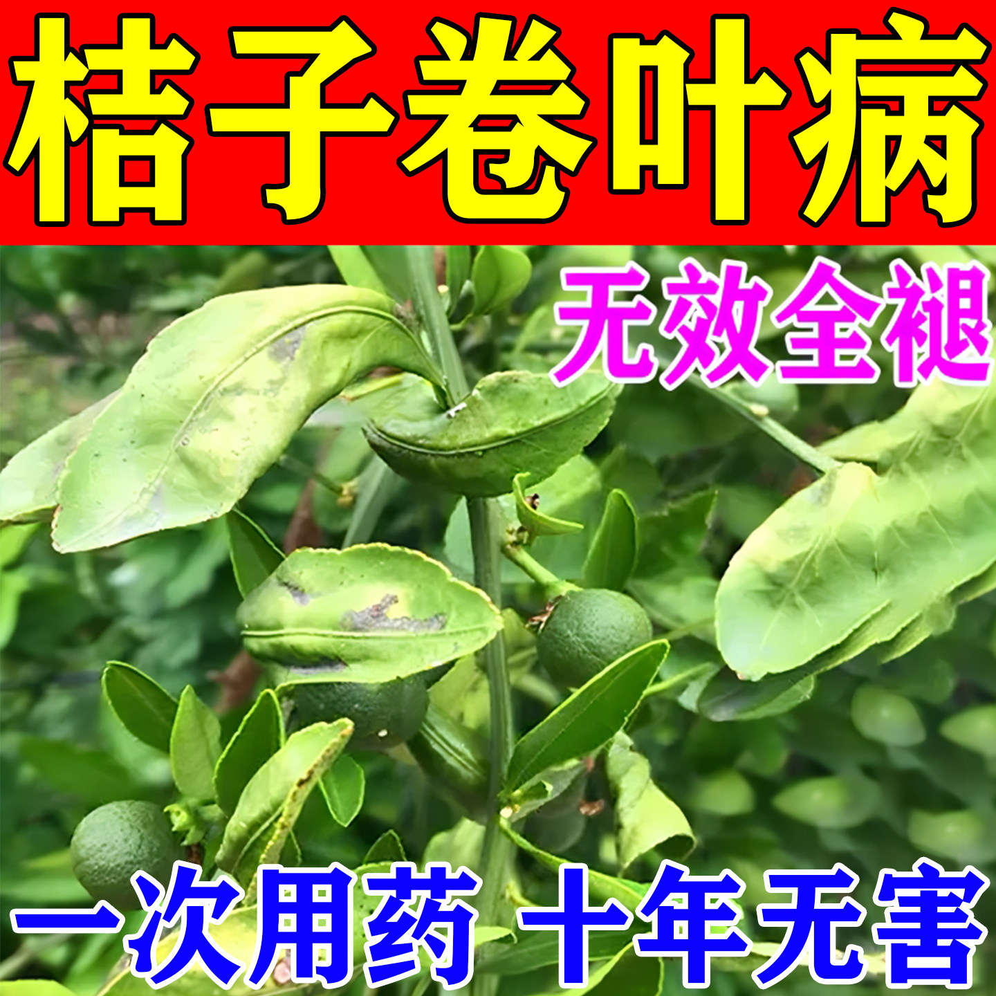 桔子树柑橘卷叶病专用杀菌剂治黄叶枯萎黄龙药保花保果病虫害全清