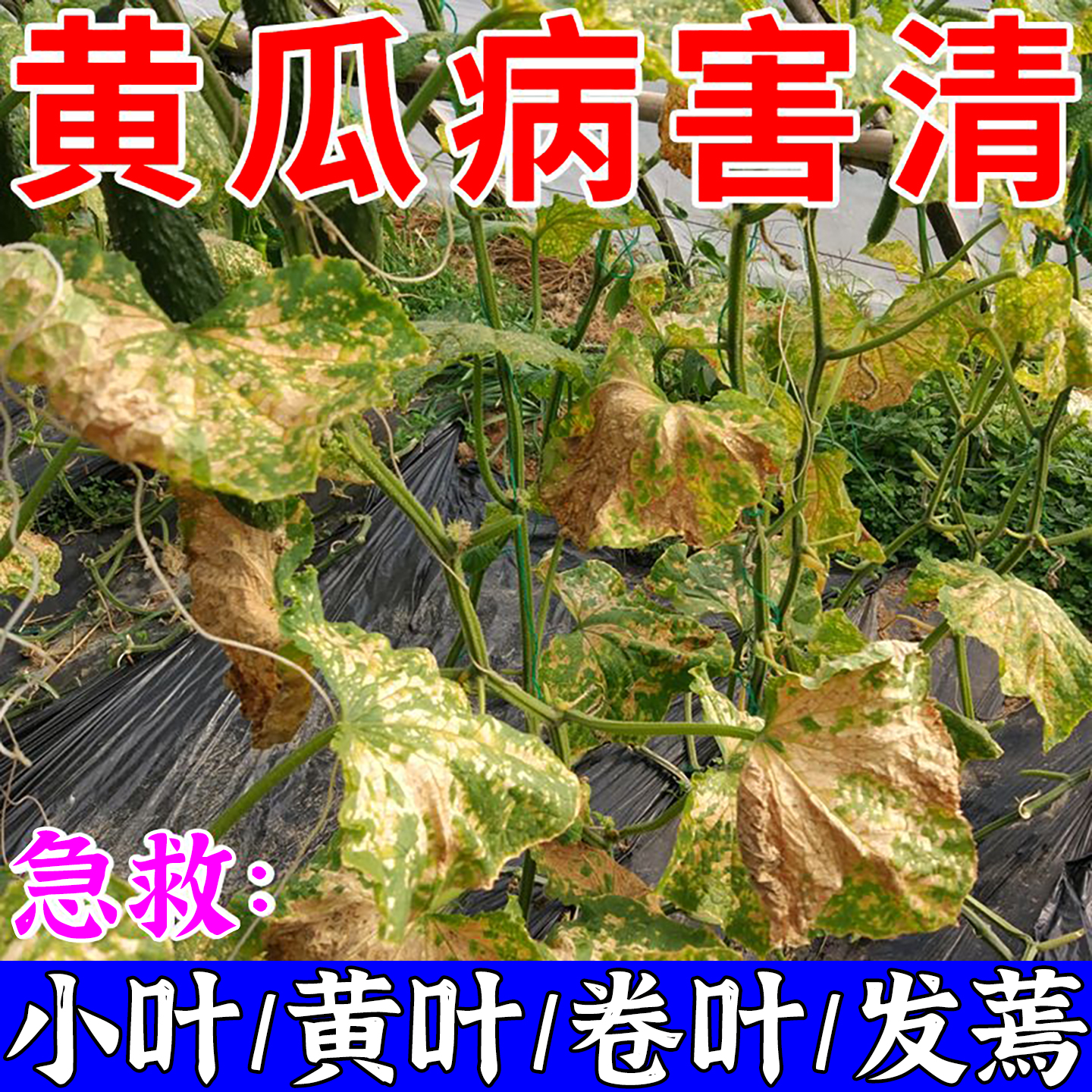 黄瓜病毒病专用药病害全治一喷好