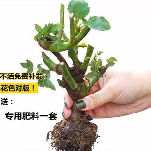 一颗嫁接多色玫瑰花盆栽耐寒植物月季 花苗室内外吸色浓香植物地栽