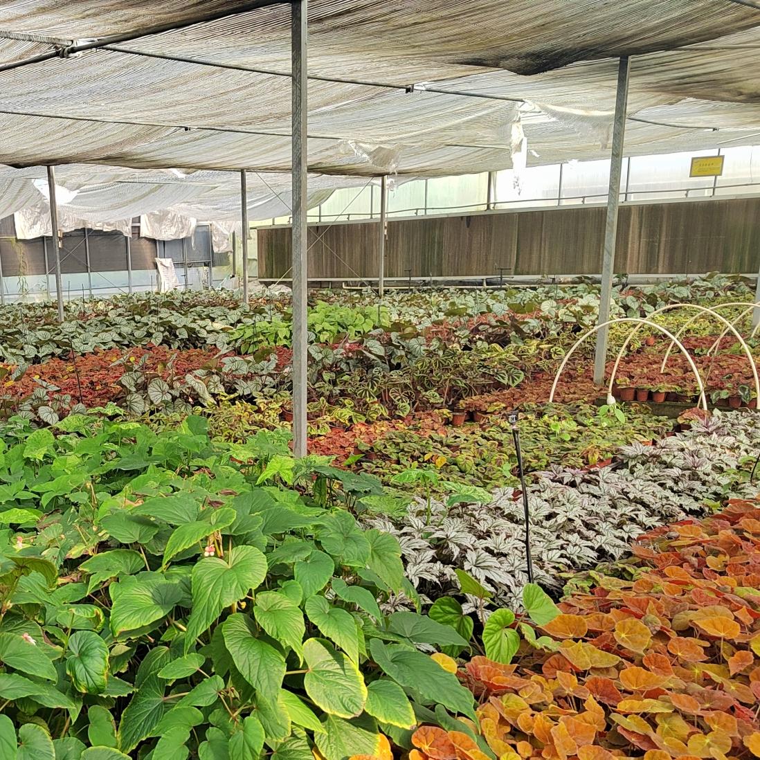 塔希希提花园秋海棠直播一物一拍