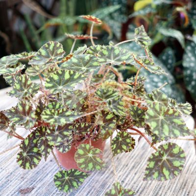 塔希希提花园虎斑秋海棠Begonia 'Tiger'琥珀秋海棠伯利恒之星秋