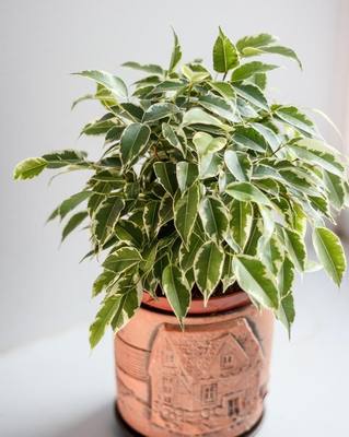 塔希希提花园可可榕花叶垂叶榕Ficus benjamina 'Variegata'盆栽