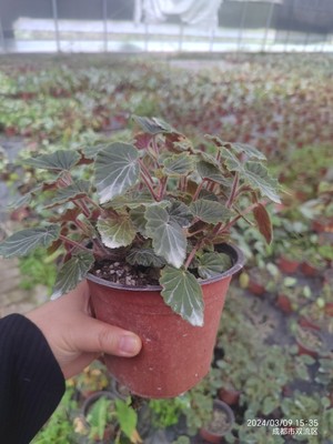 施氏秋海棠Begonia schmidtiana小众原种室内开花热植