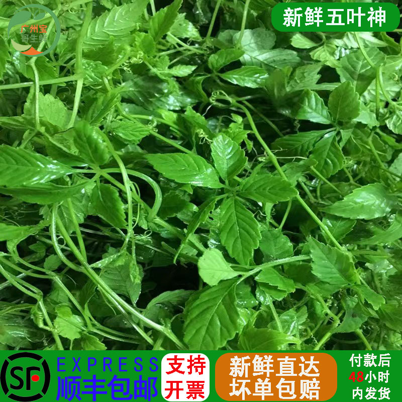 五叶神新鲜五叶参绞股蓝七叶胆福音草农家乐农庄煲汤食材食用野菜