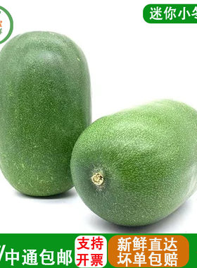 新鲜当季迷你小冬瓜750g/8-12cm